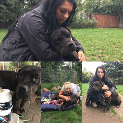 Zara adoptowana-zamieszkała 09.09.2017 w Poznaniu